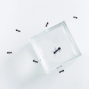 4x Magnifying Bug Specimen Box ,1" Inch MADE IN USA